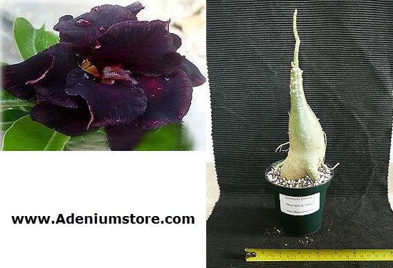 Adenium Obesum New Black Swan 5 Seeds - Click Image to Close